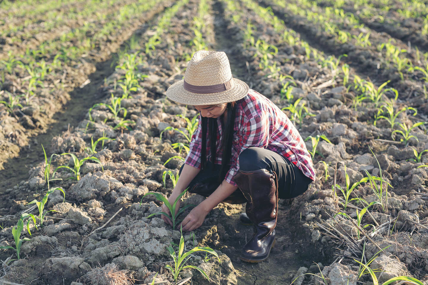 Farmer woman looking at cornfield