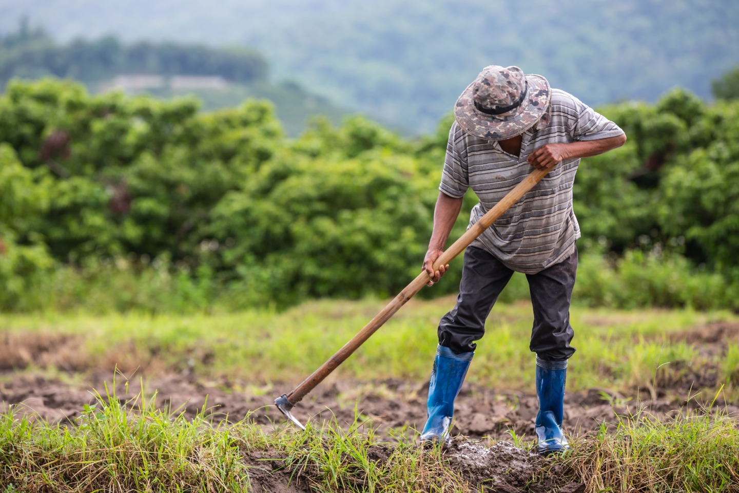 Farmer using shovel to dig soil in rice fields