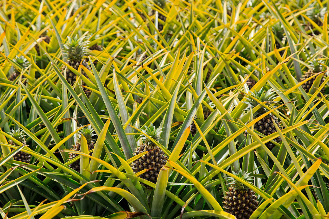 Pineapple plant growing in field with sustainable practices