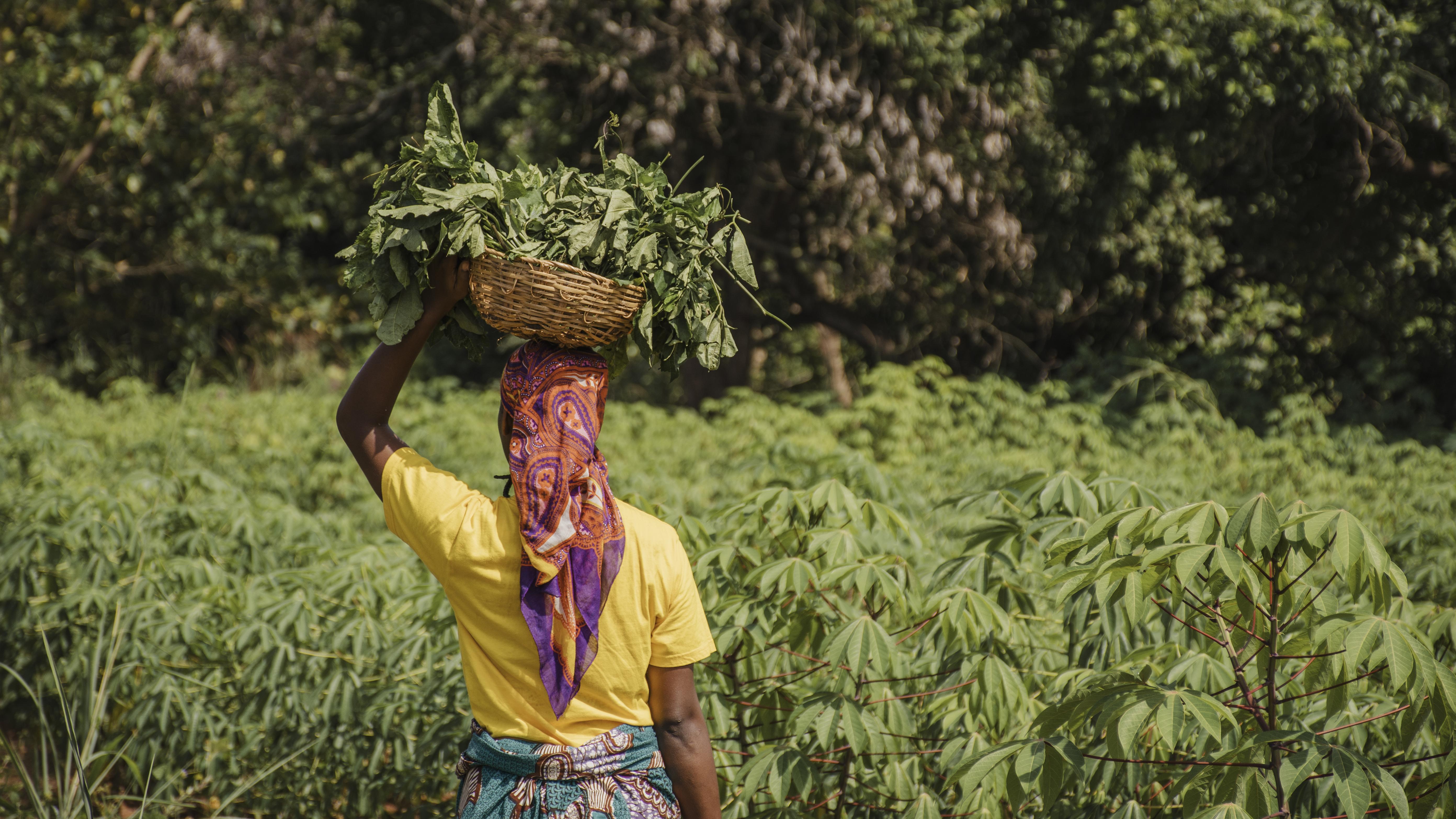 Farm worker in the field during harvest